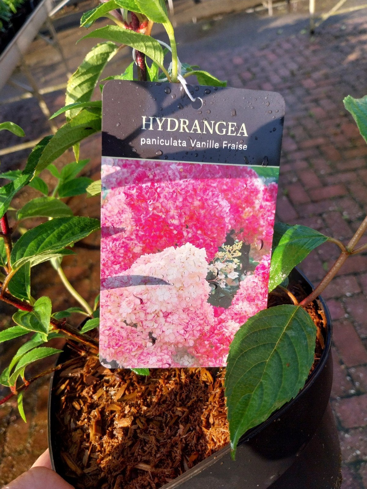Hortensia 'Vanille Fraise' - Paniculata, Volle zon, Vaste plant, Zomer, Ophalen