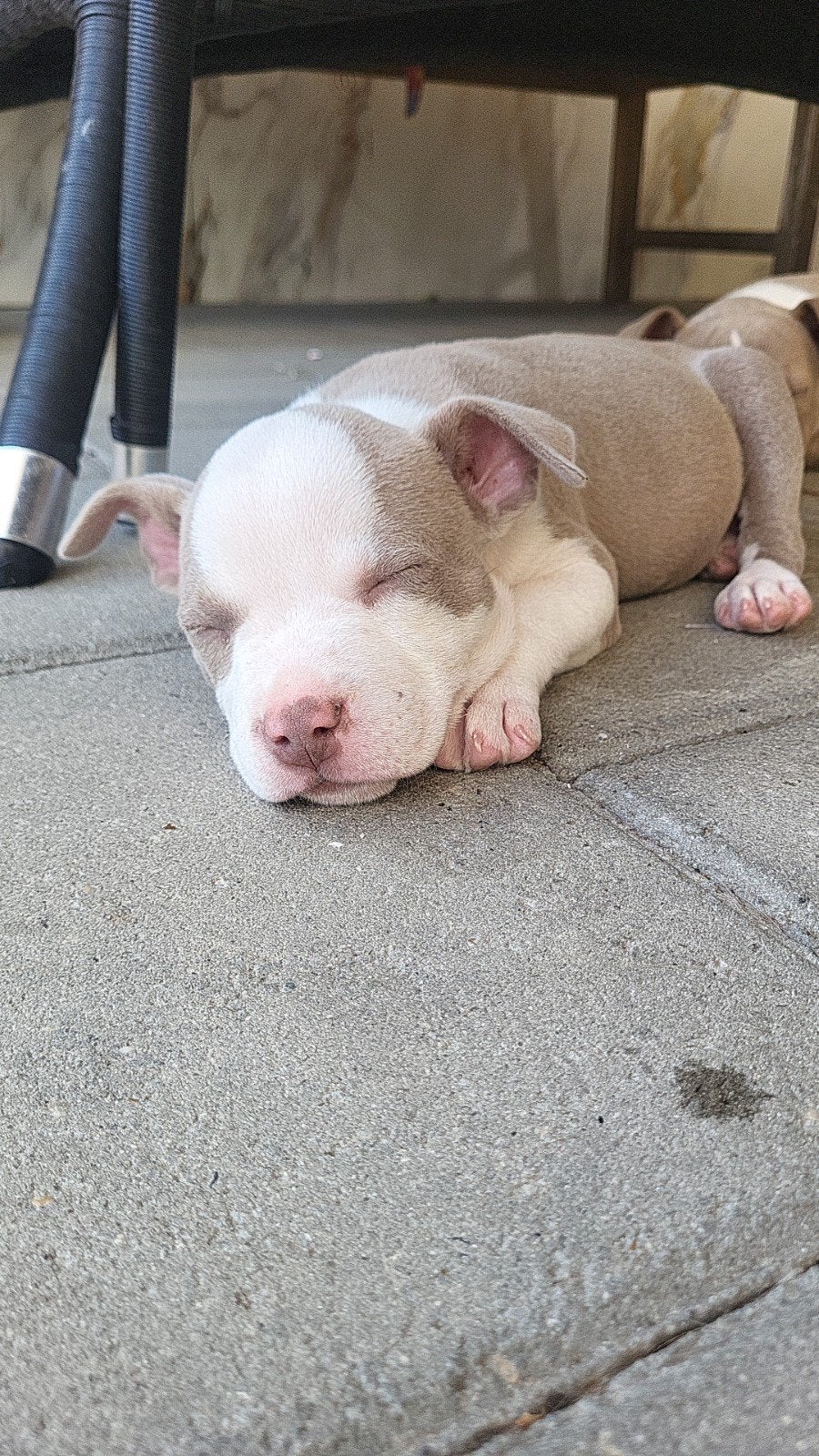 1 teef Amerikaanse pocket bullys, Dieren en Toebehoren, Honden | Bulldogs, Pinschers en Molossers, Bulldog, Meerdere, Meerdere dieren