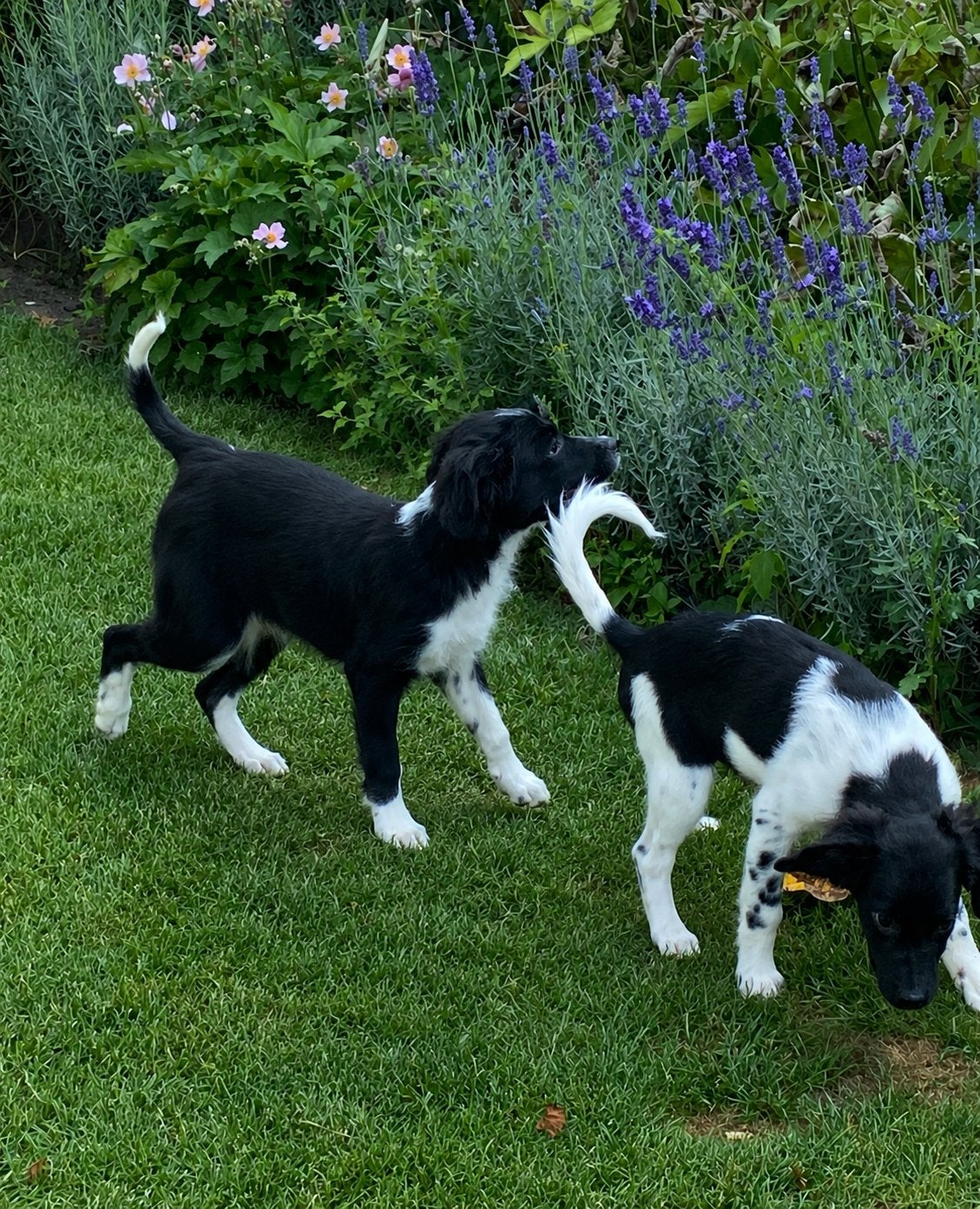 Prachtige FRIESE STABIJ x HEIDEWACHTEL pups, Parvo, Nederland, Reu, 8 tot 15 weken