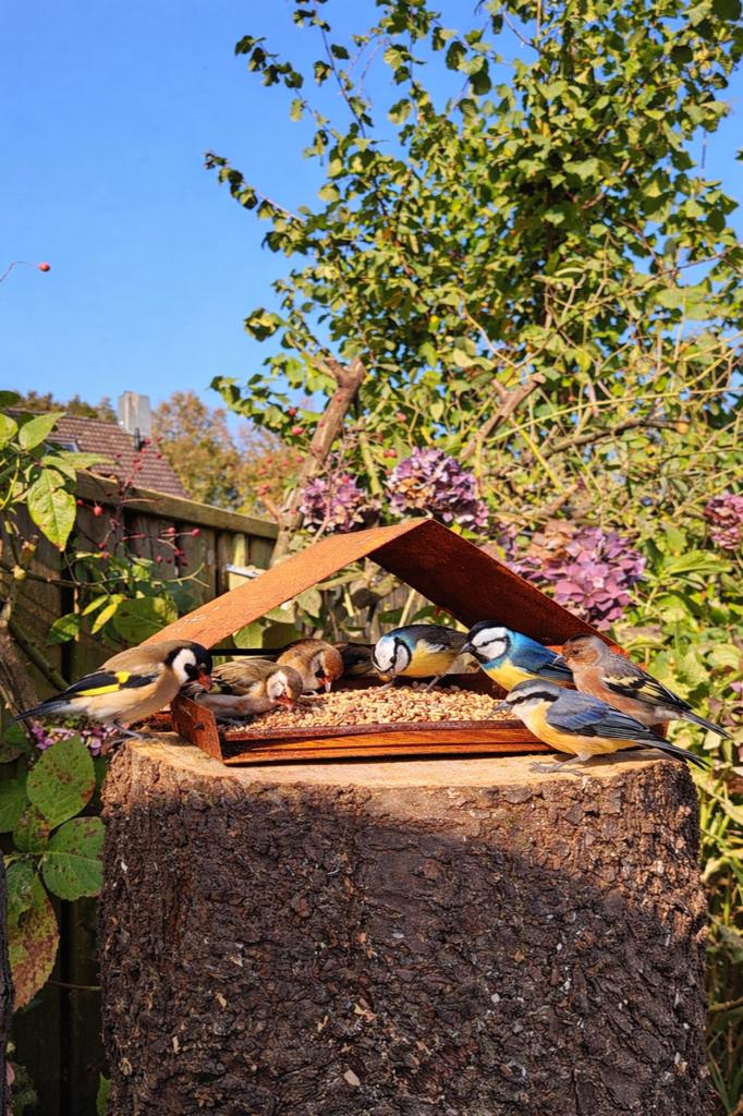 Cortenstaal vogelvoeder huisje, Meerdere dieren