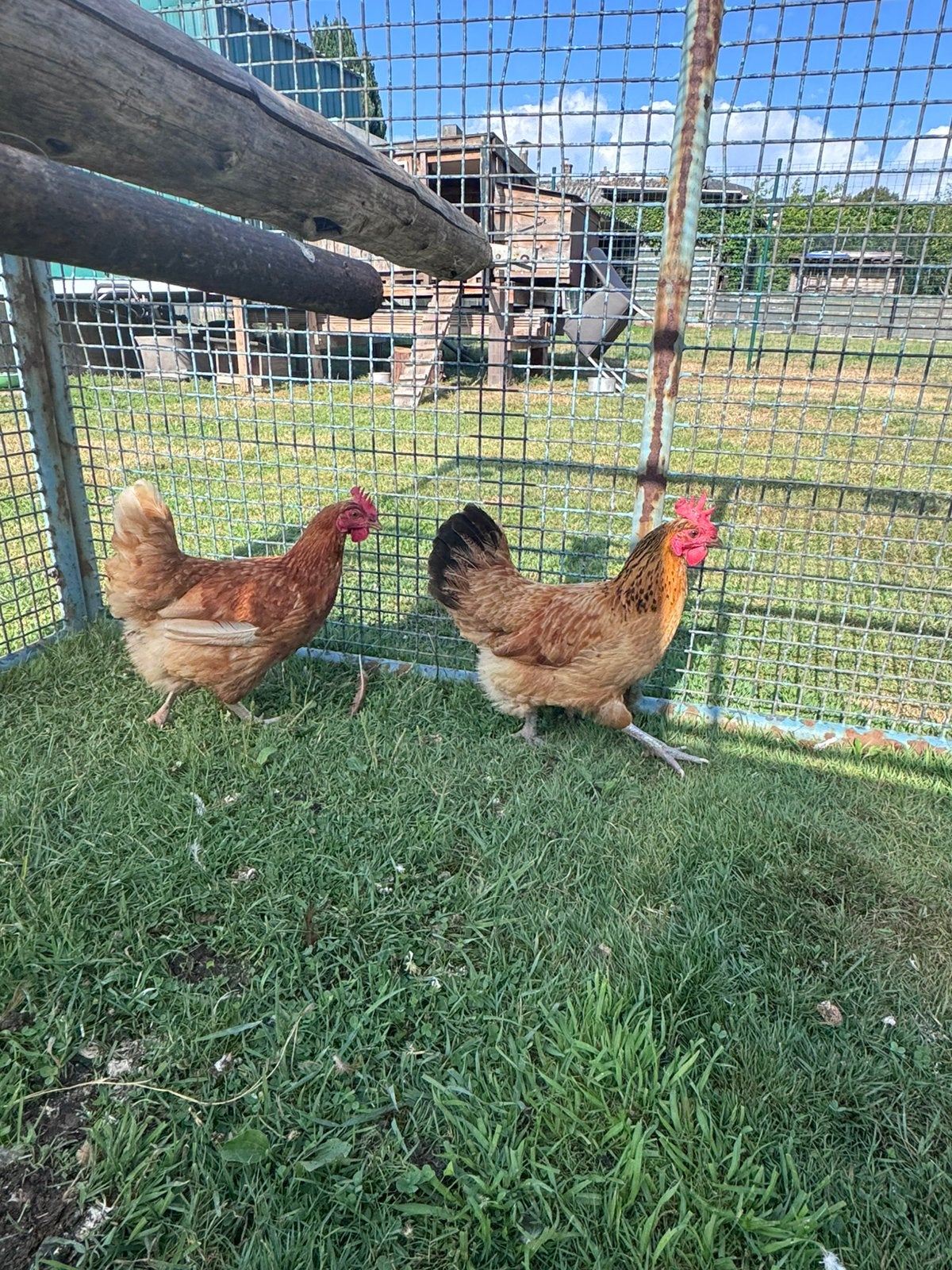 Te koop 2 kippen, Dieren en Toebehoren, Vrouwelijk, Kip