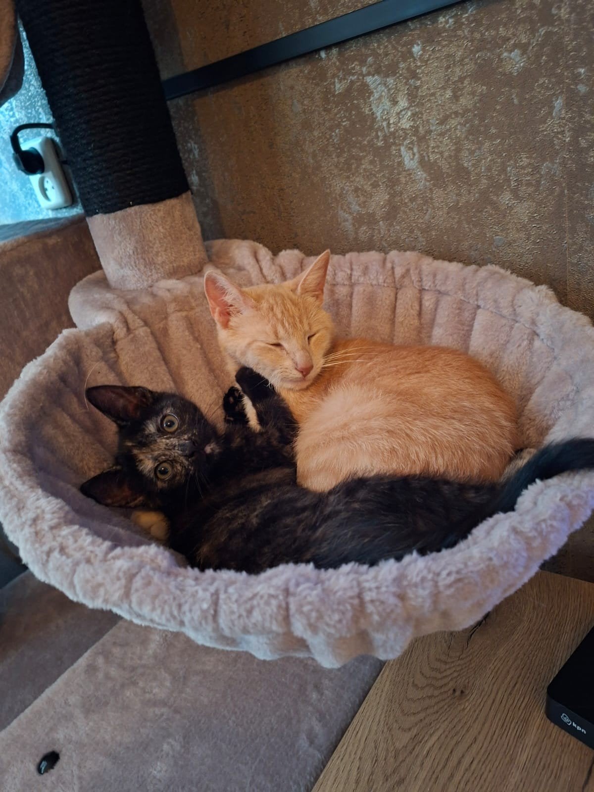 kitten 14 weken, Dieren en Toebehoren, Poes