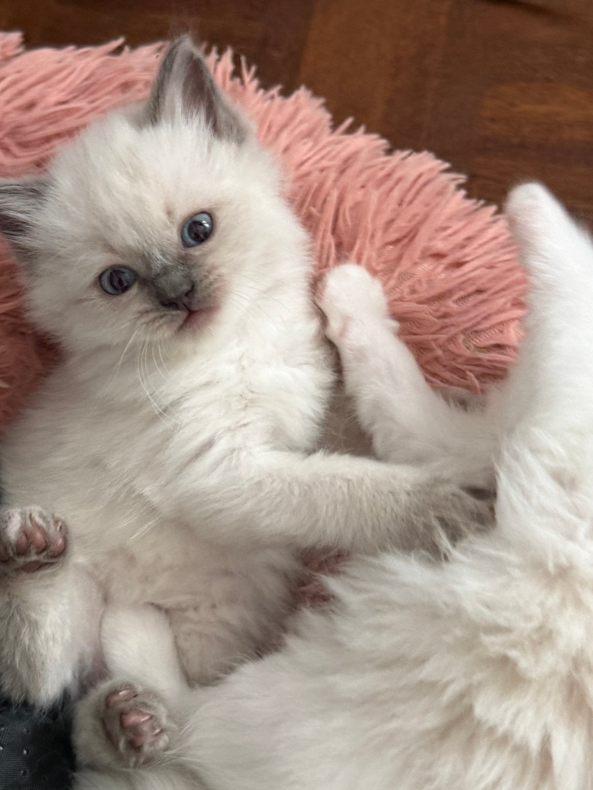 Raszuivere ragdoll kittens, Meerdere dieren, Ontwormd, 0 tot 2 jaar