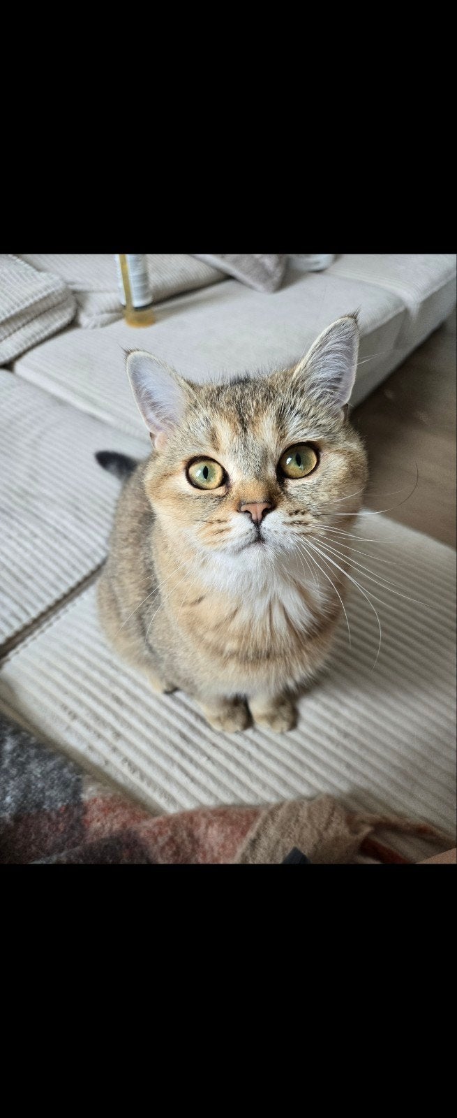 Britse korthaar poes, Poes, Met stamboom, 0 tot 2 jaar