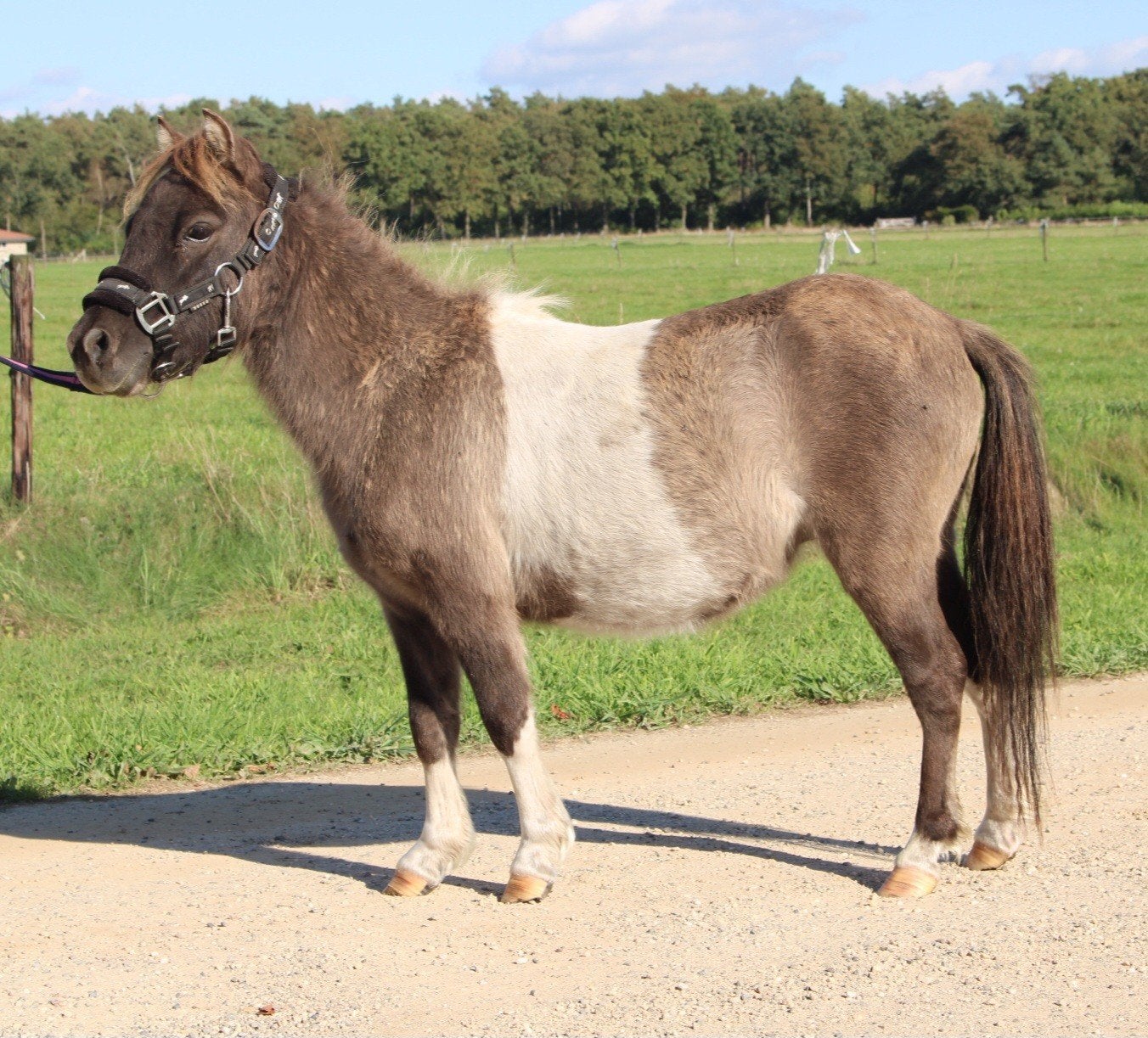 Te koop 8 super knappe shetlander en een haflinger ruin, Ruin, A pony (tot 1.17m), Recreatiepony, Gechipt
