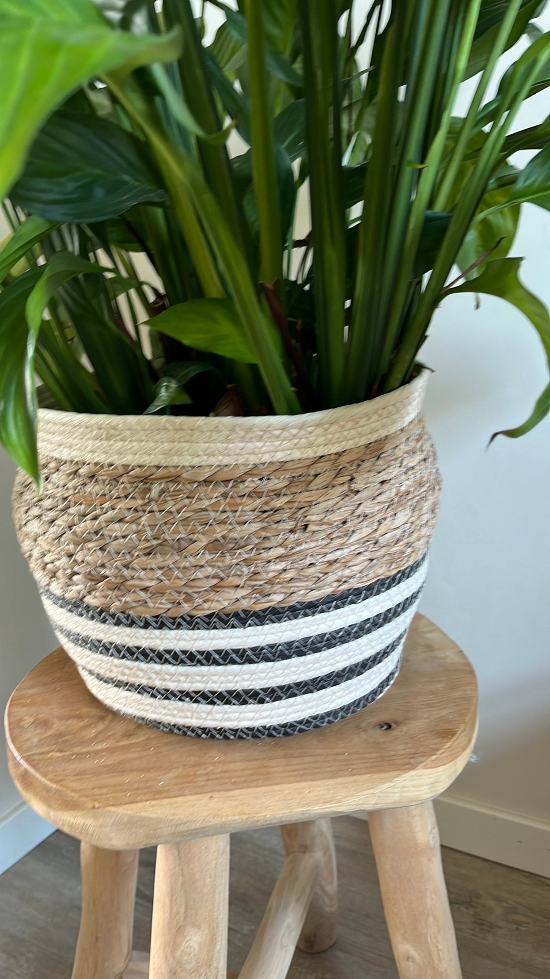 Prachtige planten mand, Ophalen, Rond, Zo goed als nieuw, Minder dan 40 cm