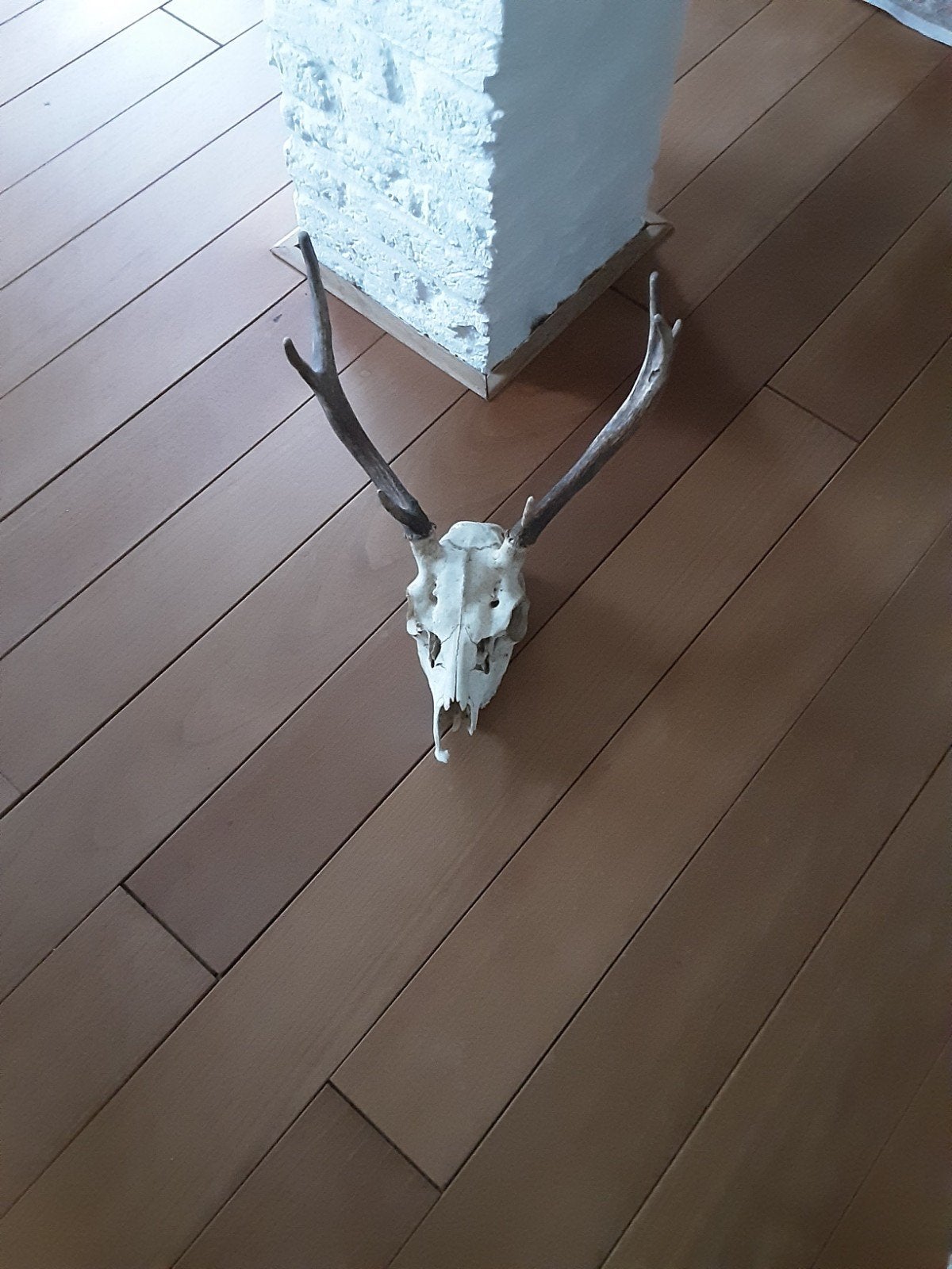 schedel hert, Dieren en Toebehoren, Ophalen