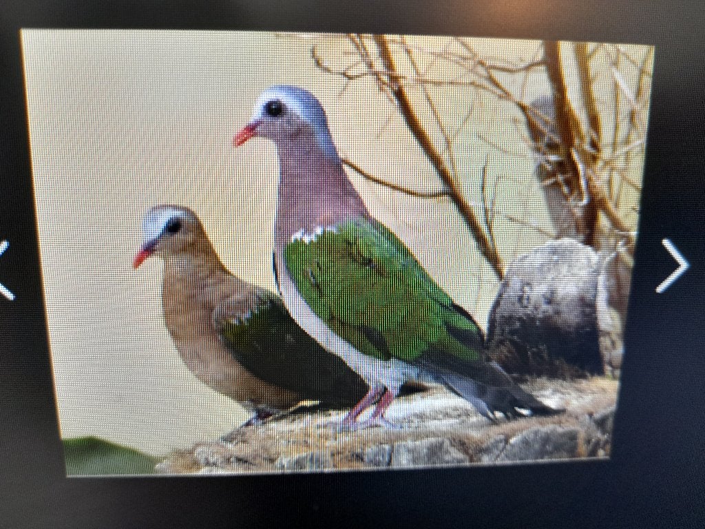 groenvleugel duif doffer, Dieren en Toebehoren, Vogels | Duiven, Mannelijk, Kropper