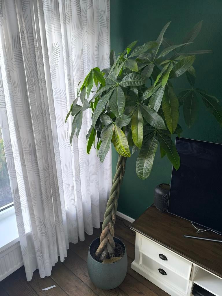 Pachira aquatica kamerplant, Ophalen of Verzenden, Halfschaduw, Minder dan 100 cm