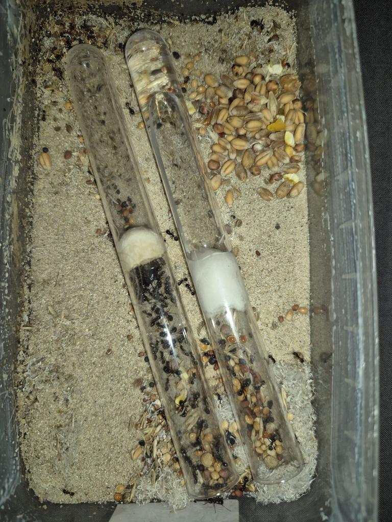 Messor barbarus mieren kolonie