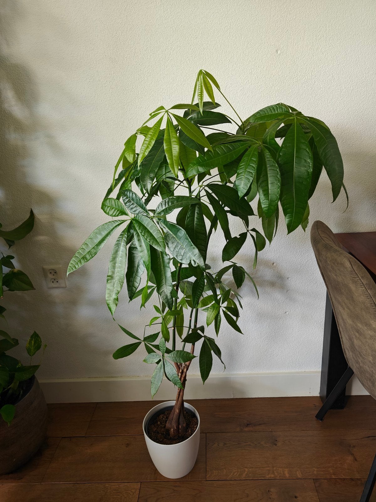Gevlochten geldboom (Pachira Aquatica) 130cm, Ophalen of Verzenden