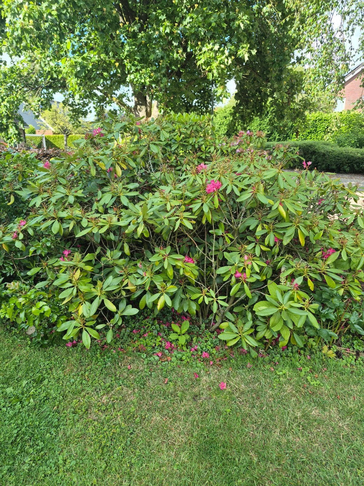 5x grote Rhododendron, Ophalen, Rhododendron, Minder dan 100 cm