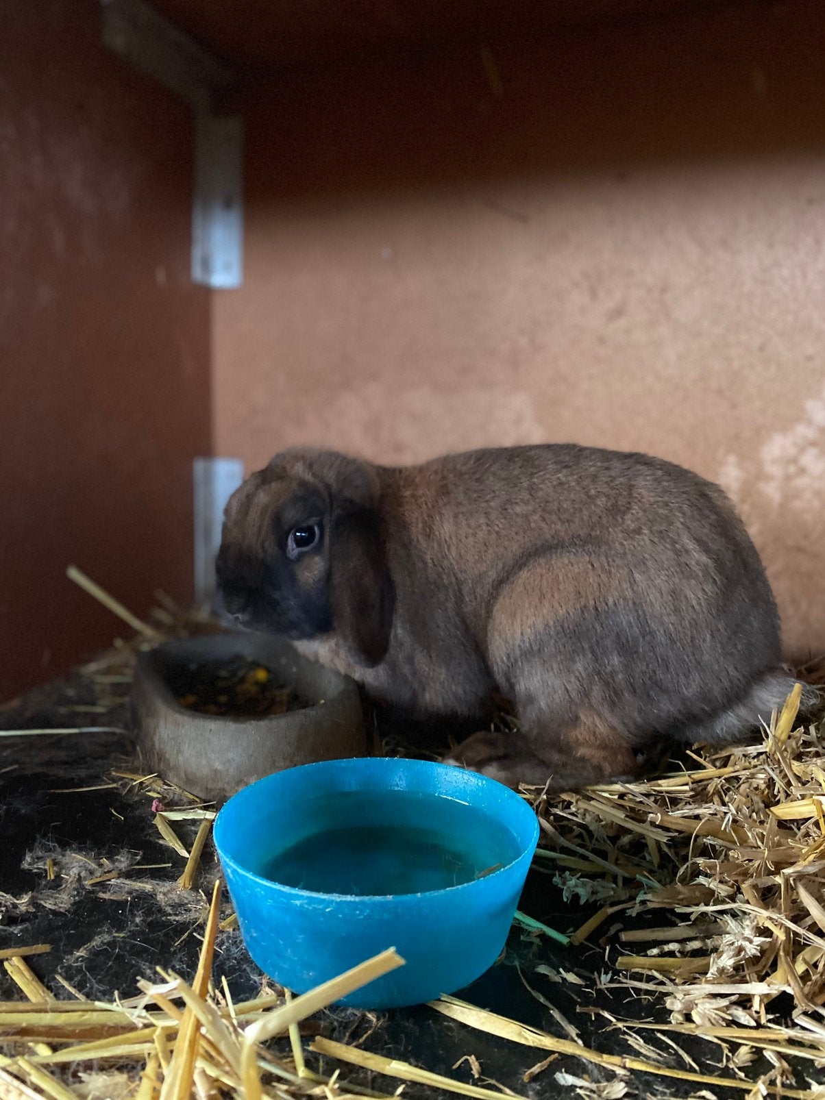 Dekram, Dieren en Toebehoren, Mannelijk, Middelgroot, Hangoor, 3 tot 5 jaar