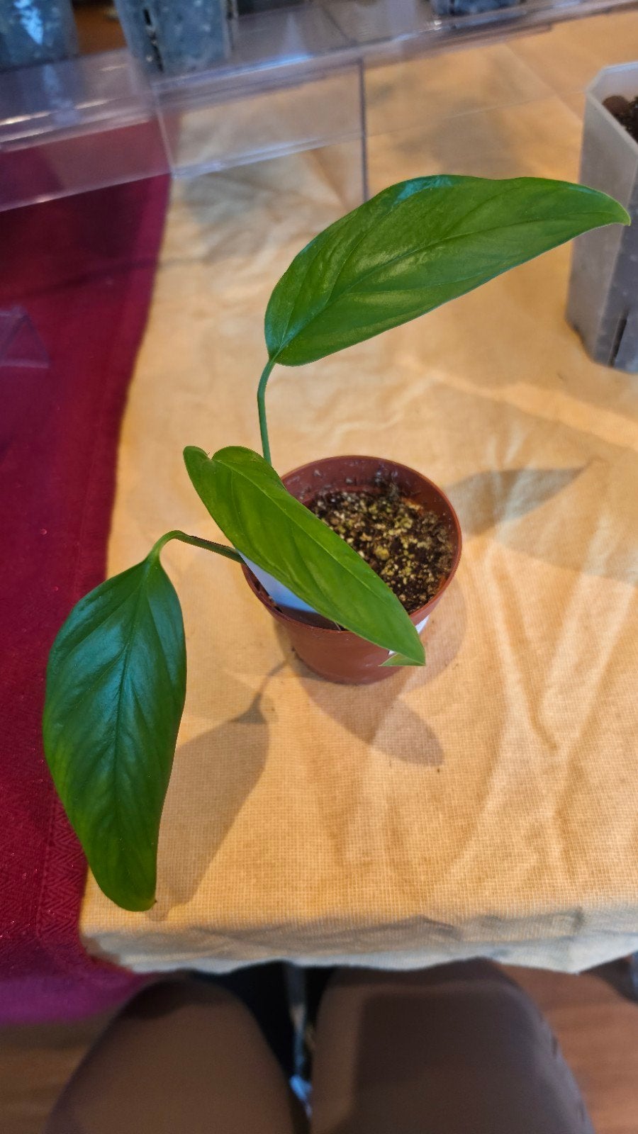 monstera gracilis, Ophalen of Verzenden, Halfschaduw, Minder dan 100 cm