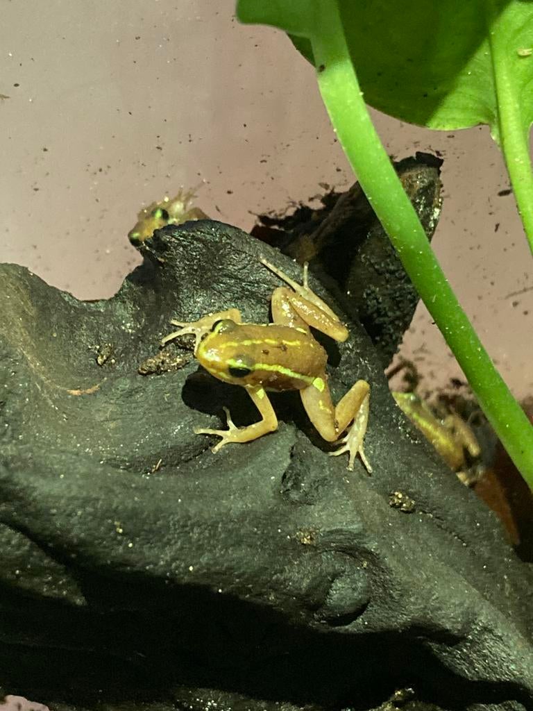 Jonge tricolor kikkers Frog - unknown for sale from Celeste