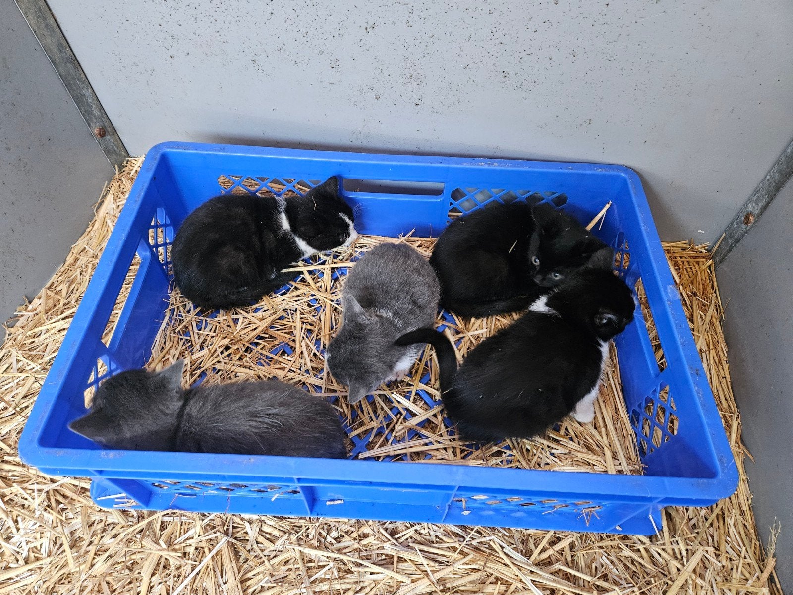 Kittens, Dieren en Toebehoren, Meerdere dieren, Kortharig, 0 tot 2 jaar