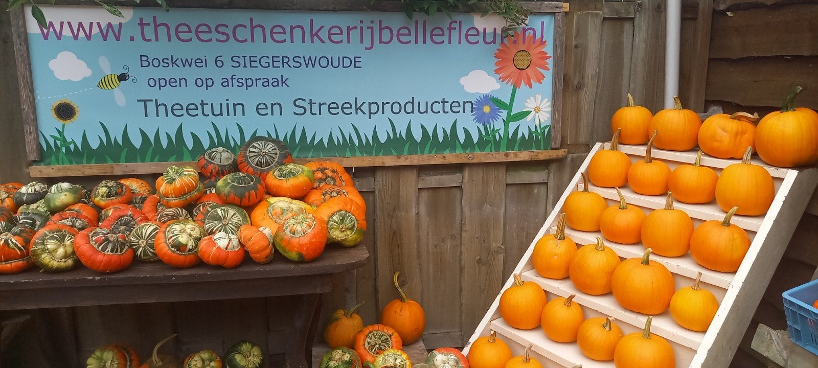 Schitterende kleurige & fleurige pompoenen en sierkalebassen, Ophalen, Nieuw