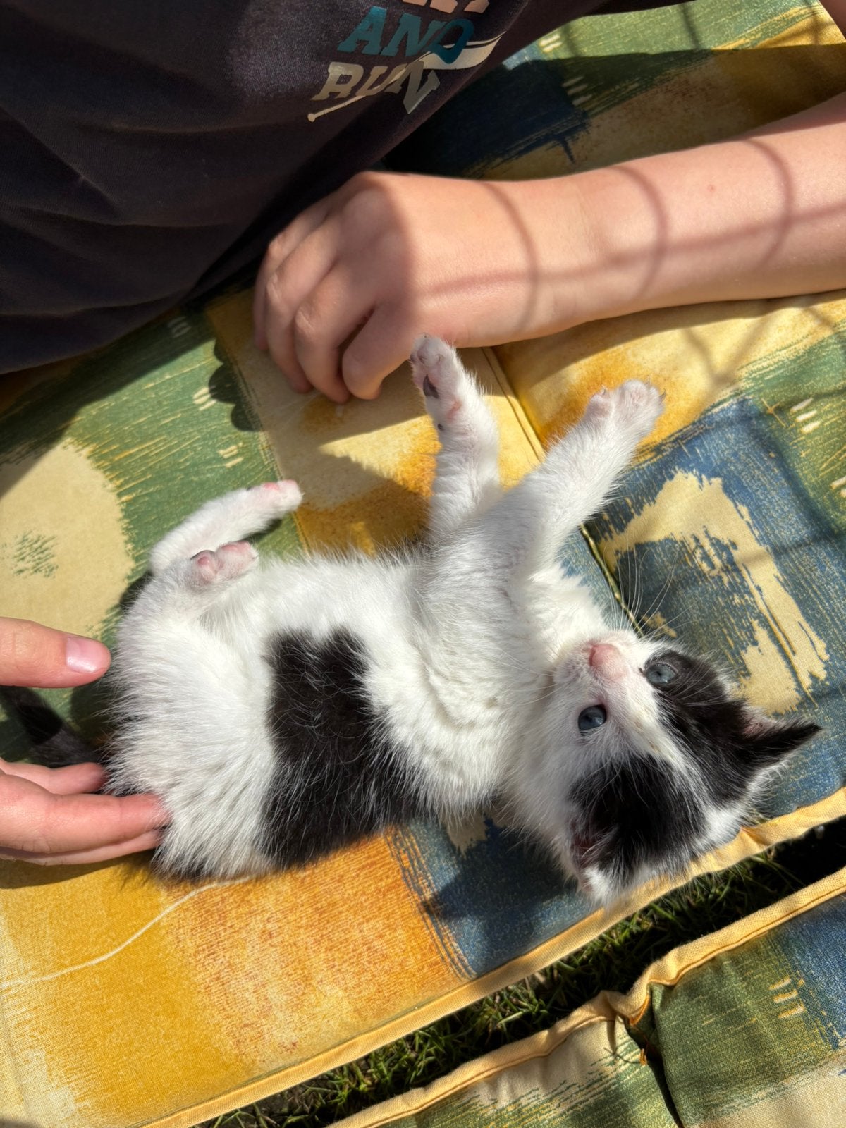 Jonge kittens 4 stuks, Dieren en Toebehoren, Katten en Kittens | Overige Katten, Geslacht onbekend