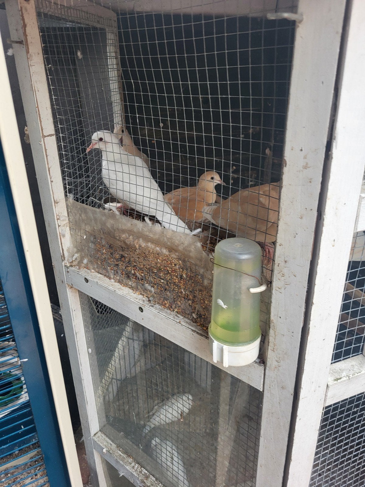 18 mooi  en gezonde  tore diufen, Dieren en Toebehoren, Vogels | Duiven