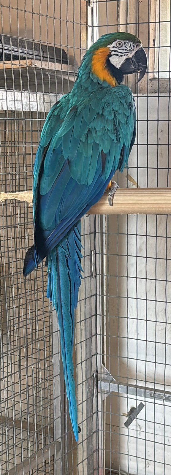 Gezocht!!!! Ara man !! voor mijn blauwe gele Ara pop (2004), Dieren en Toebehoren, Meerdere dieren, Papegaai