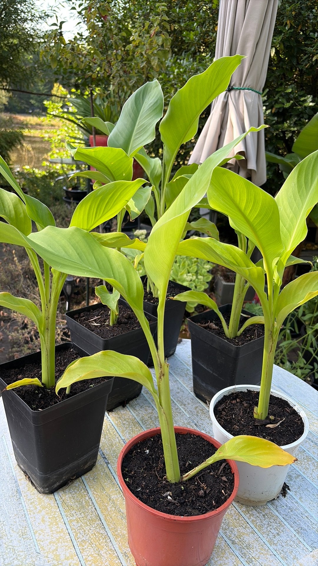 Canna s  planten, Tuin en Terras, Ophalen, Overige soorten, Volle zon