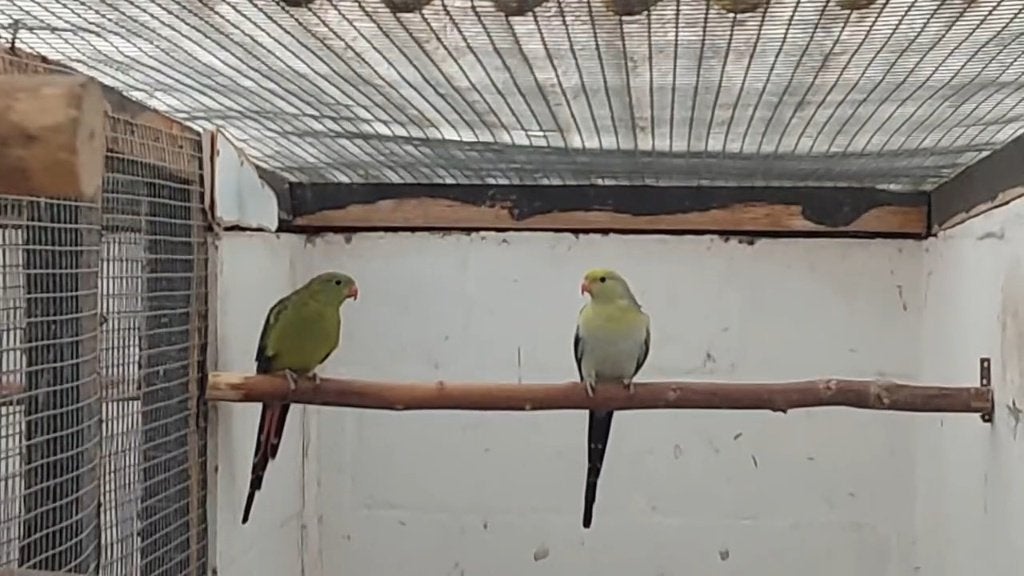 Koppels barraband en bergen, Dieren en Toebehoren, Vogels | Parkieten en Papegaaien, Meerdere dieren, Parkiet, Geringd