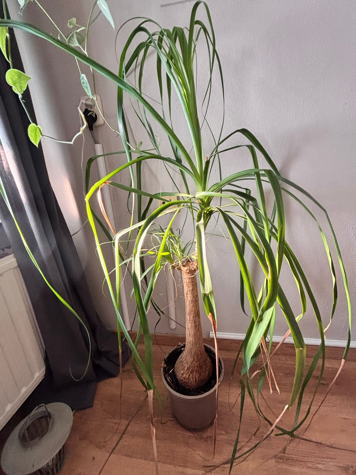 Grote Olifantspoot (Beaucarnea recurvata) - Kamerplant, Tuin en Terras, Planten | Tuinplanten, Vaste plant, Overige soorten, Halfschaduw