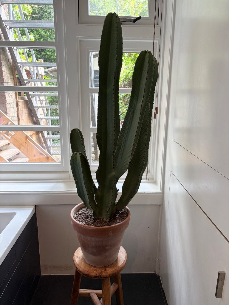 Cactus Euphorbia, Ophalen, 100 tot 150 cm, Volle zon, In pot