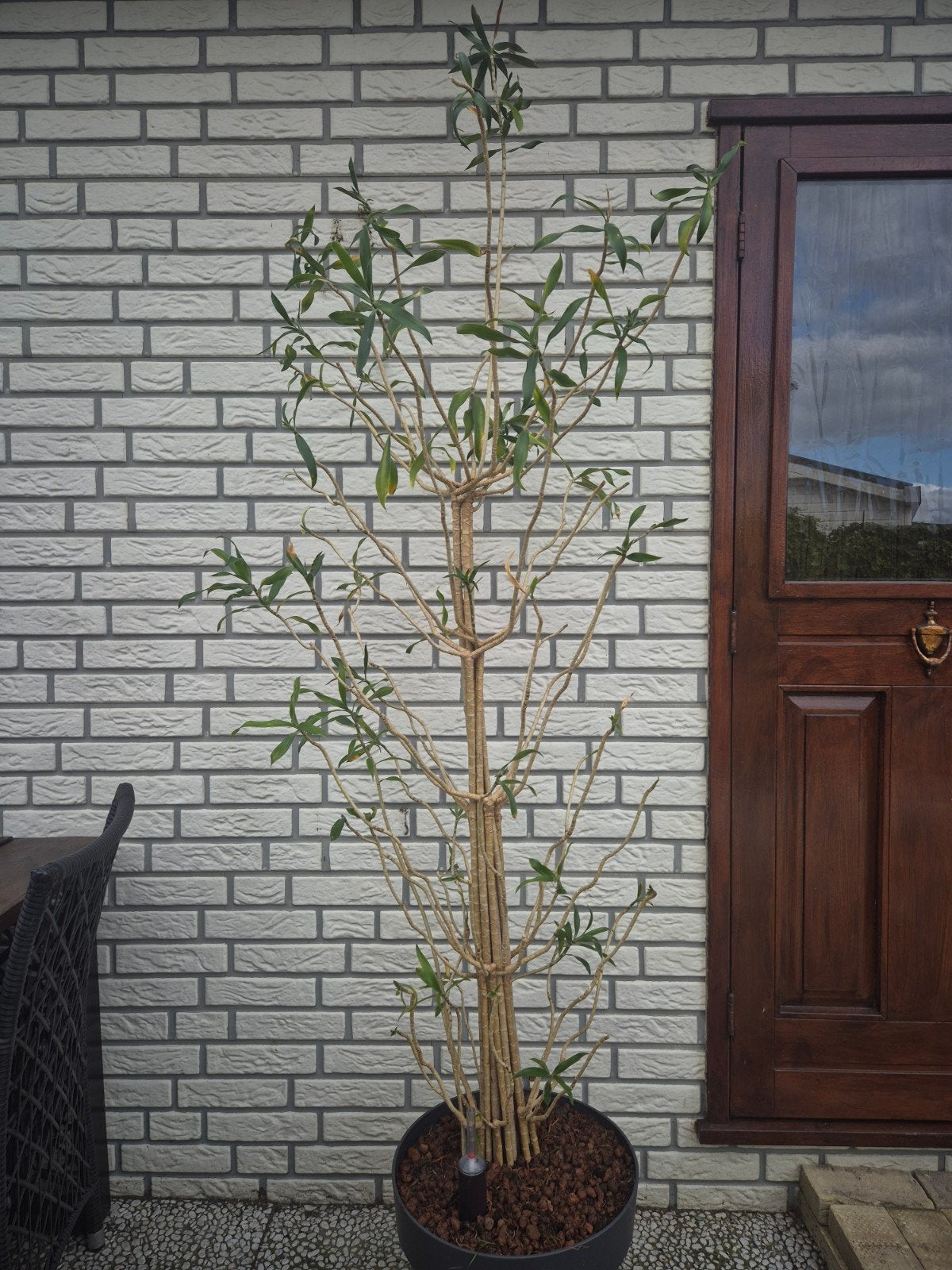 Grote Ficus en Yucca planten te koop, Ficus, In pot, 150 tot 200 cm, Groene kamerplant