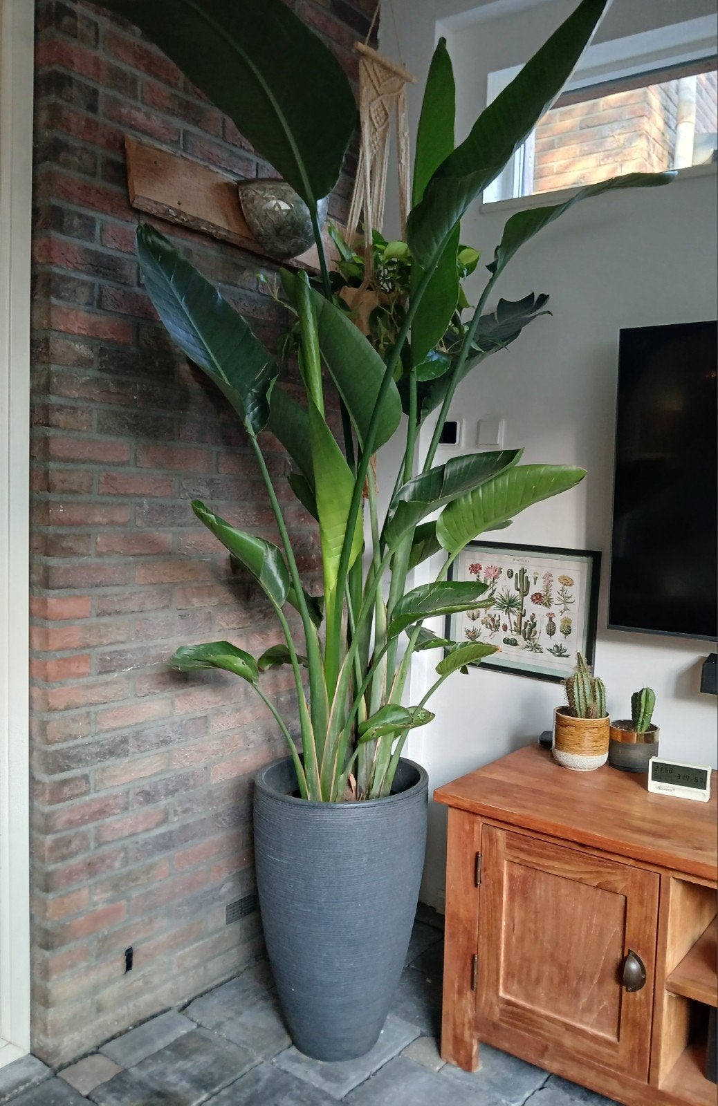 Strelitzia Nicolai - Paradijsvogelplant, Huis en Inrichting, Kamerplanten, Ophalen, 200 cm of meer, Overige soorten, In pot