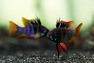 ramirezi black €24,95, Dieren en Toebehoren, Vissen | Aquariumvissen, Vis, Zoetwatervis