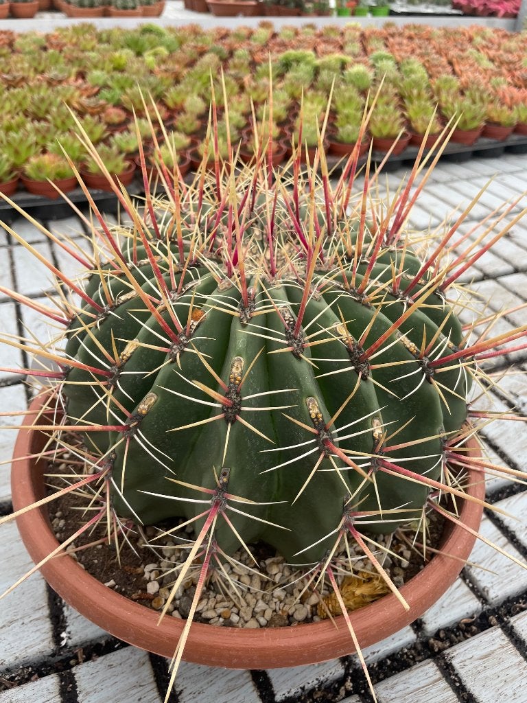 Cactus Ferocactus Rectispinus in de 30cm schaal., Ophalen of Verzenden, Minder dan 100 cm, Bloeiende kamerplant, Volle zon