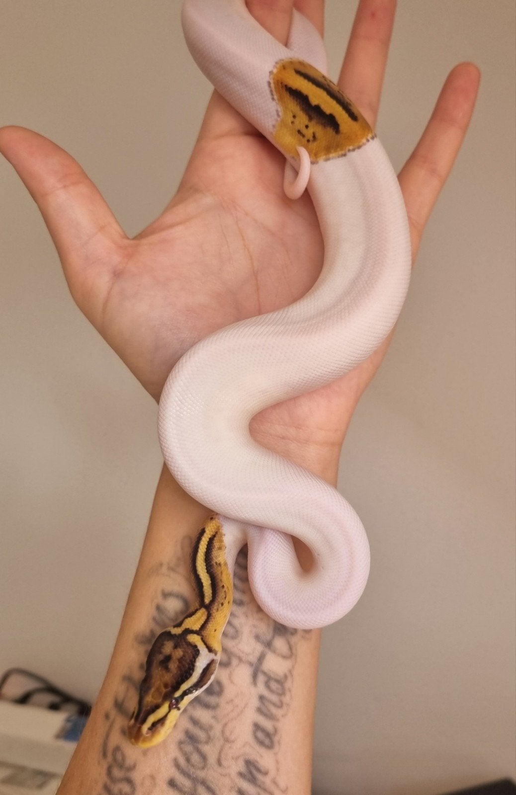 0.1 enchi special pastel piebald koningspython Ball Python photo 3