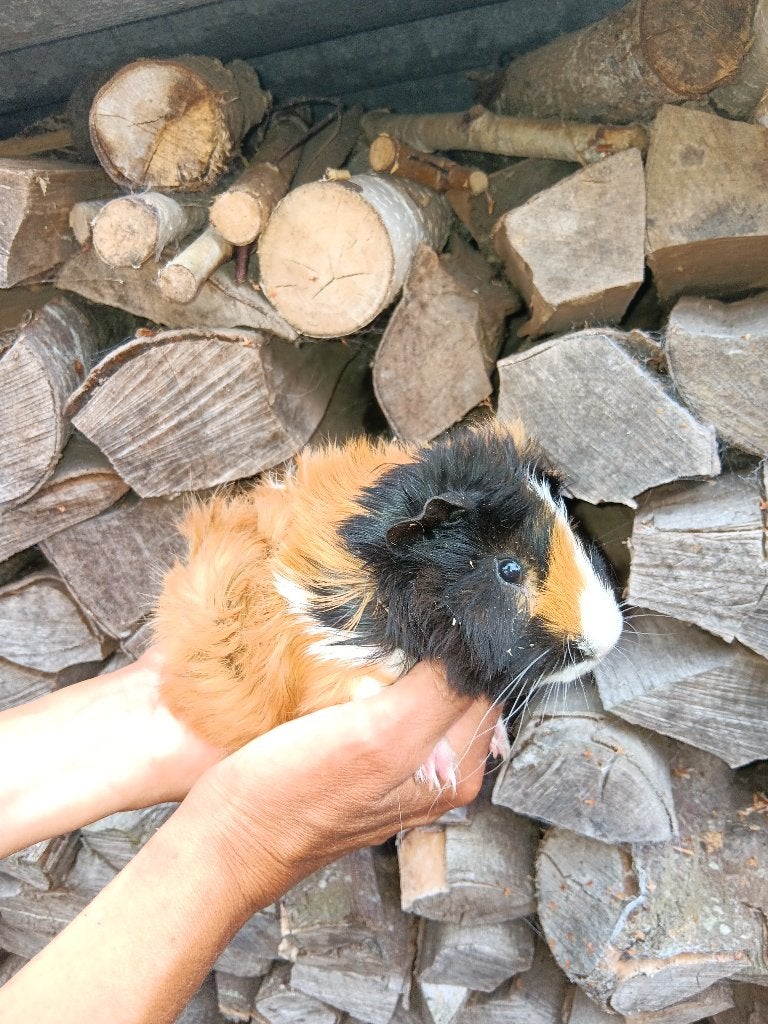 cavia beertje, Mei, Mannelijk, Cavia