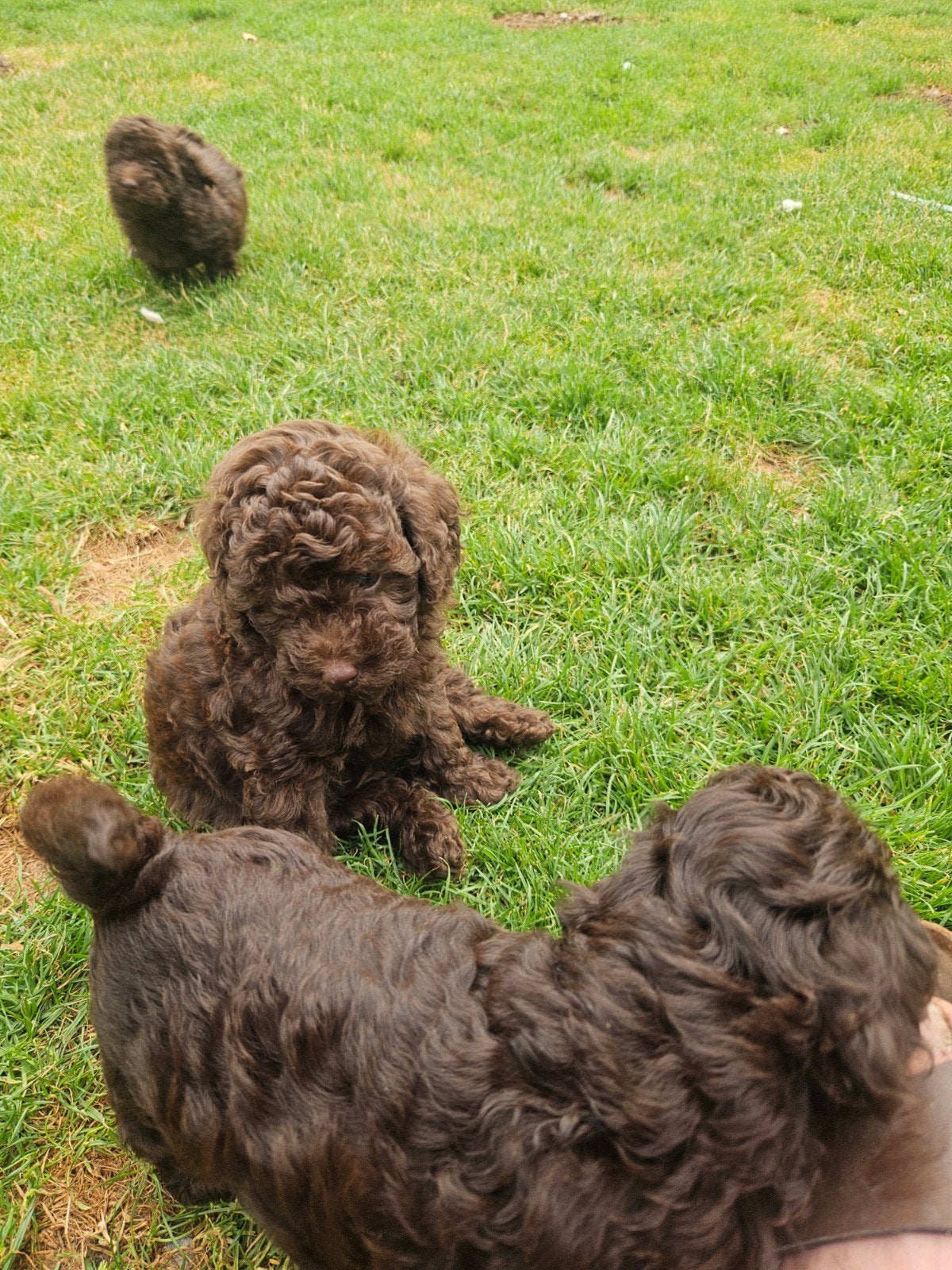 Mini Labradoodle, Dieren en Toebehoren, Overige rassen, Meerdere, Meerdere dieren, Nederland