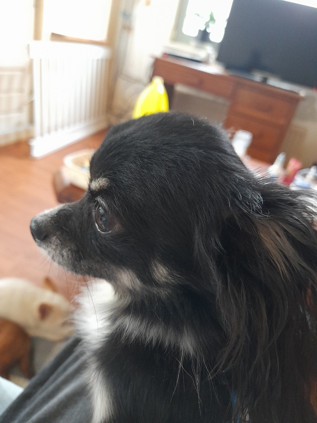 dekreutje mini chihuahua, Reu, 1 tot 2 jaar, Eén hond, Klein