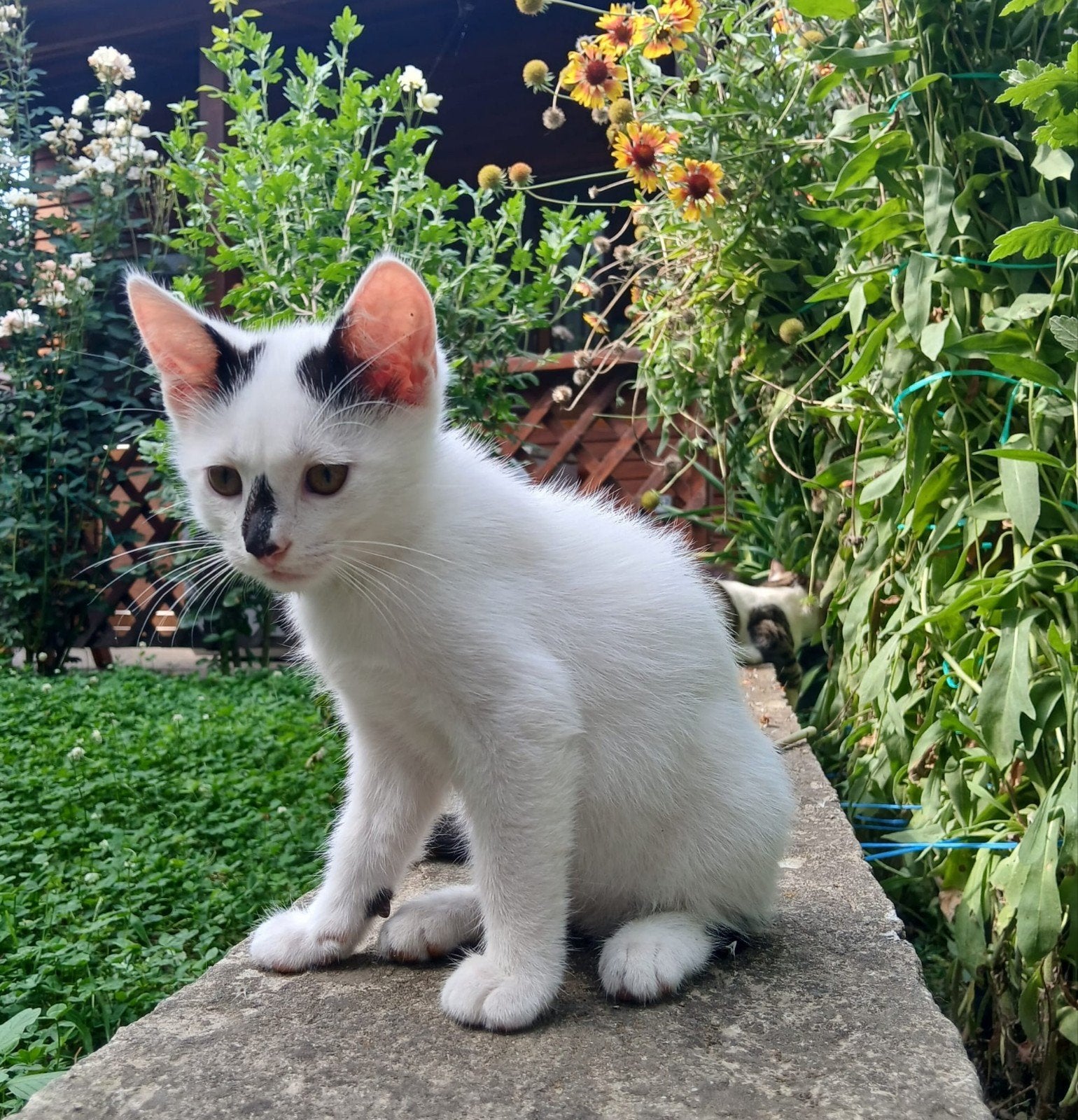 katertje Captain zoekt een baasje, Kater, 0 tot 2 jaar