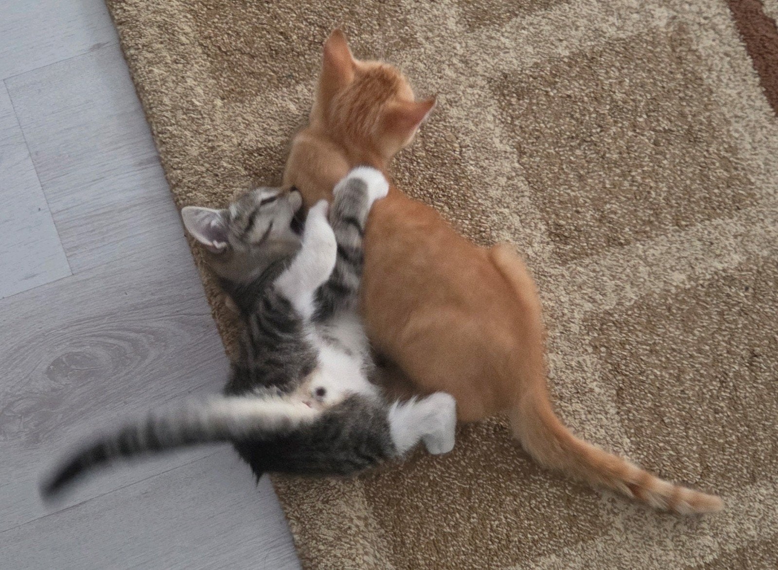 Twee lieve kittens zoeken een warm thuis, het liefst samen, Meerdere dieren