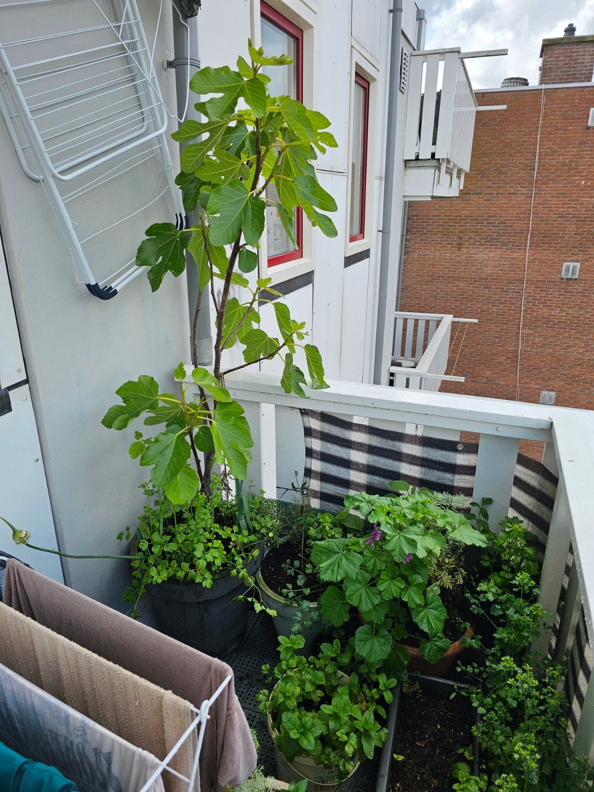 Te koop vijgen boom, Ophalen of Verzenden, Volle zon, Overige soorten
