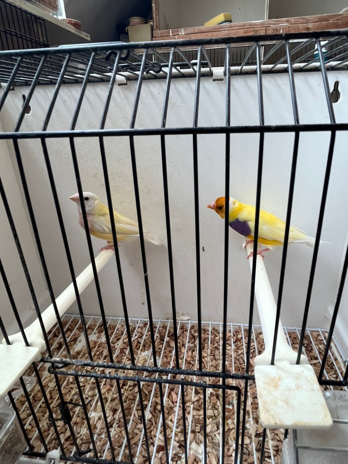 Gould amadine, Dieren en Toebehoren, Vogels | Overige Vogels, Meerdere dieren