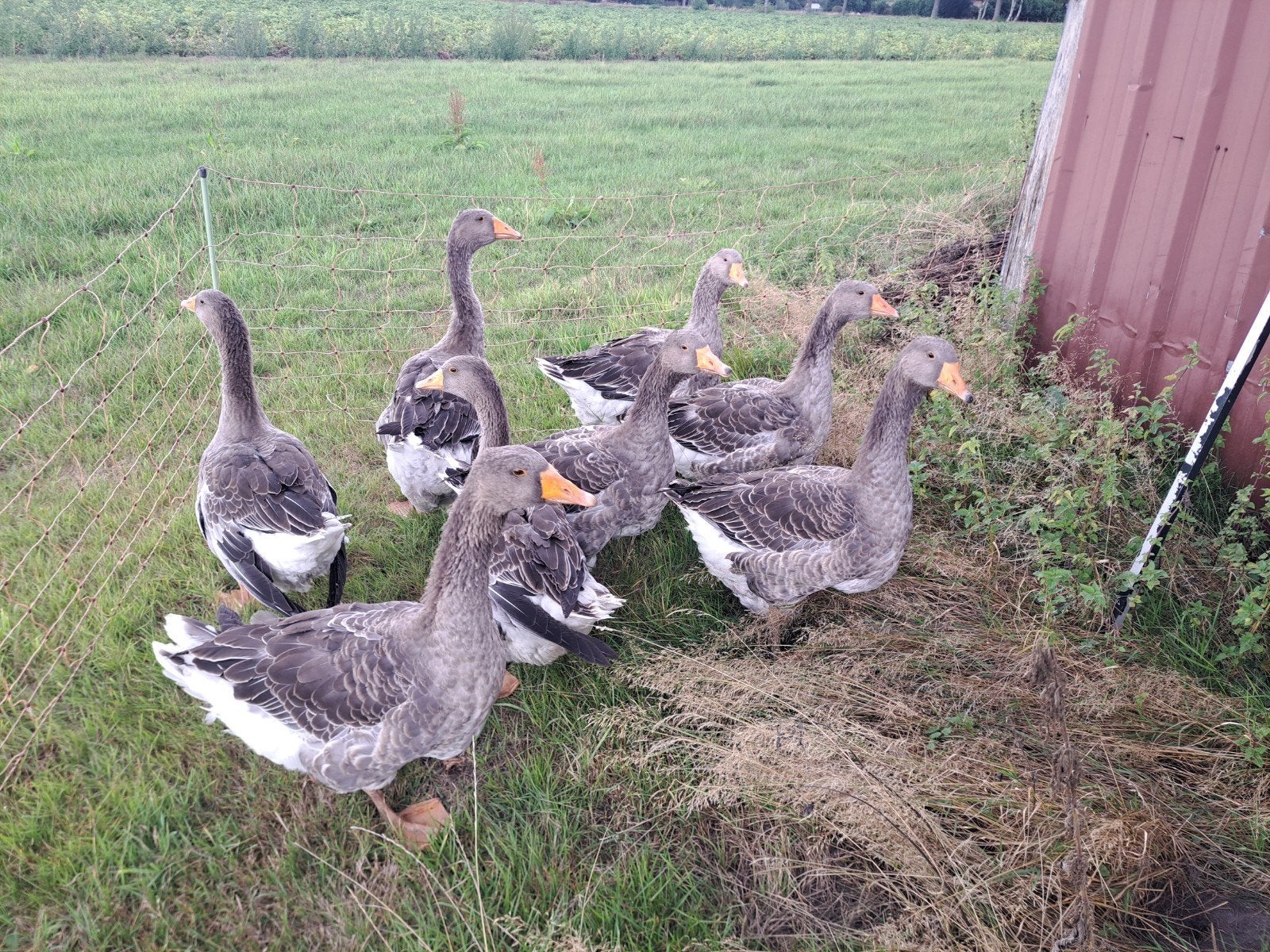 te koop toulouse ganzen, Dieren en Toebehoren, Pluimvee, Meerdere dieren, Gans of Zwaan