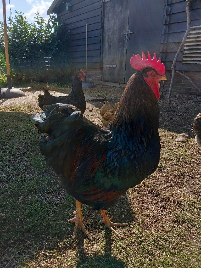 Twee barnevelder hanen, Dieren en Toebehoren, Pluimvee, Mannelijk, Kip