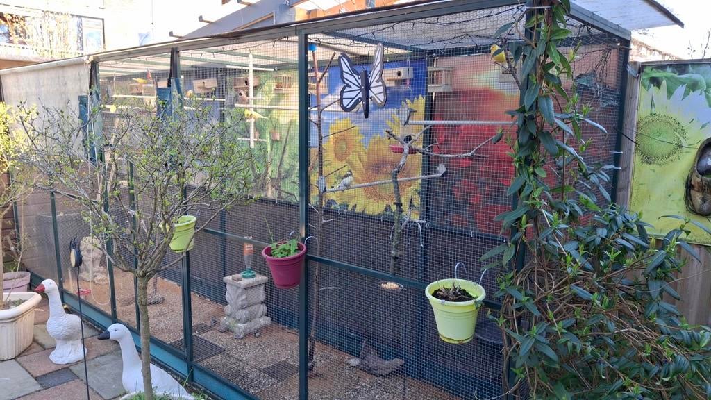 Spitstaart amadine, Dieren en Toebehoren, Meerdere dieren