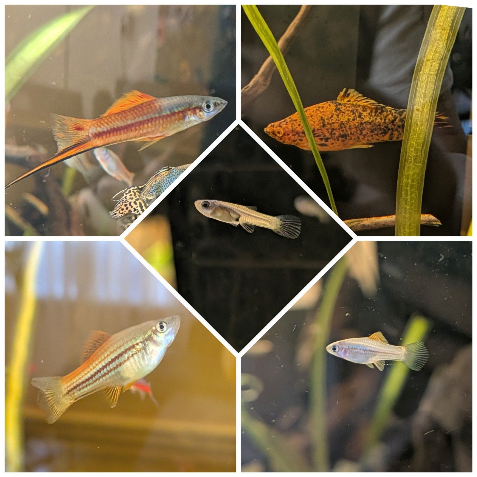 Gratis! Meerdere Zwaarddragers, Dieren en Toebehoren, Ophalen, Gevuld zoetwateraquarium