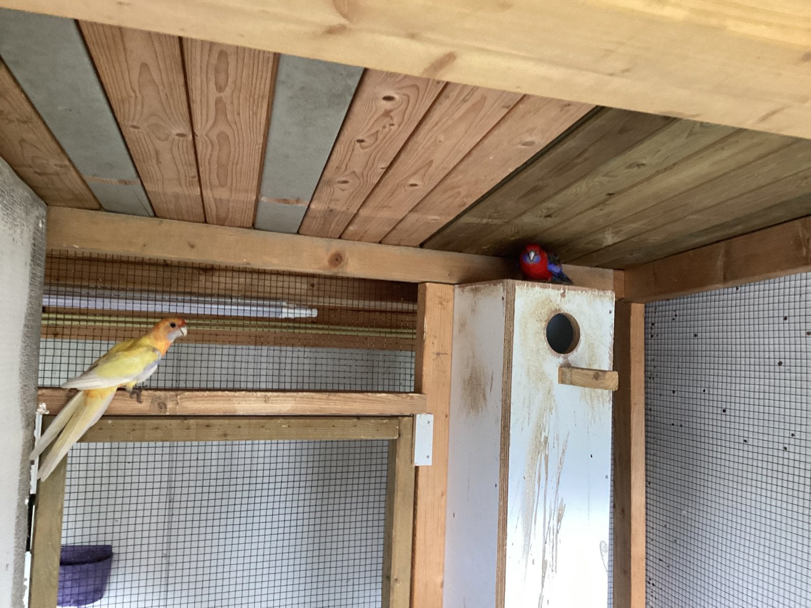 Pennant Rosella, Dieren en Toebehoren, Vogels | Parkieten en Papegaaien, Meerdere dieren, Parkiet, Geringd