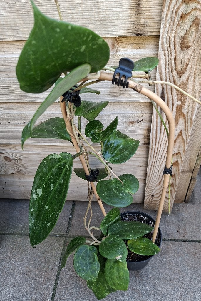 Hoya latifolia, Overige soorten, Minder dan 100 cm, Bloeiende kamerplant, Halfschaduw