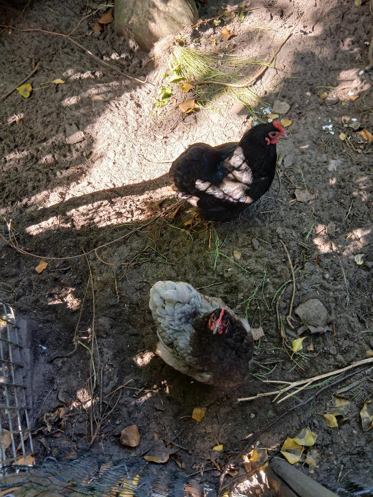 Kippen - Orpington kriel, Dieren en Toebehoren, Pluimvee, Vrouwelijk, Kip