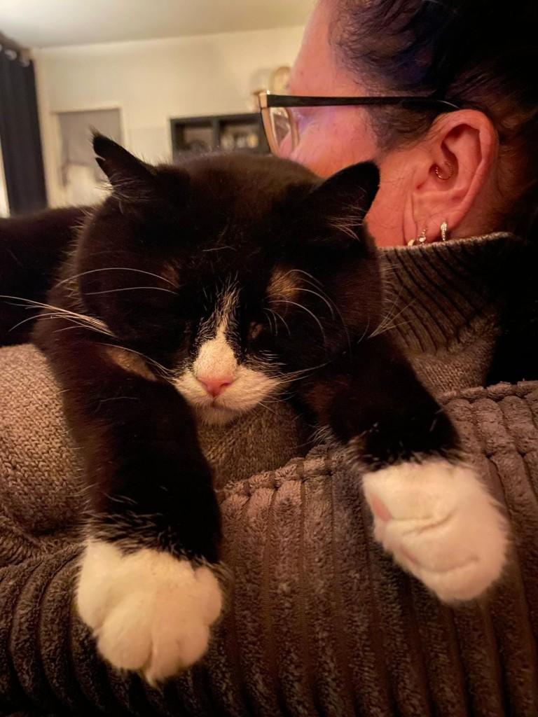 TOMMY 10jr. Rustig/vriendelijk/aanhankelijk/cats/dogs, Dieren en Toebehoren, Katten en Kittens | Overige Katten, Kater, Kortharig