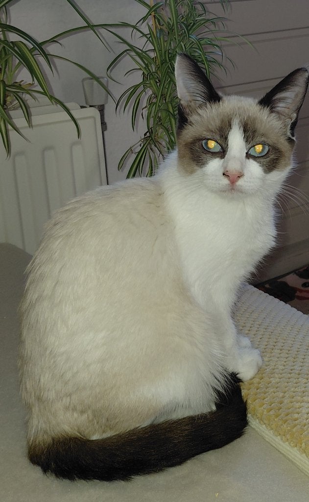 Lieve Ragdol poes van 7 maanden te koop, Poes, Gechipt, 0 tot 2 jaar