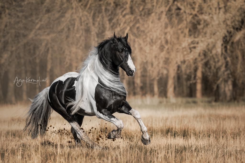 De állerbeste sport Barock Pinto ter dekking❗️, Dieren en Toebehoren, Paarden en Pony's | Dekhengsten en Fokmerries, Hengst